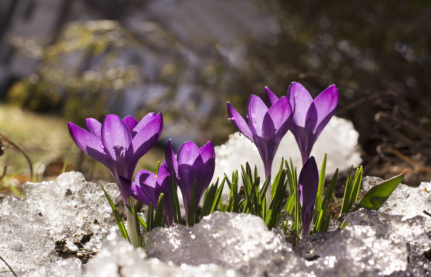 210321-Krokusse-im-Schnee_iStock-OlgaU