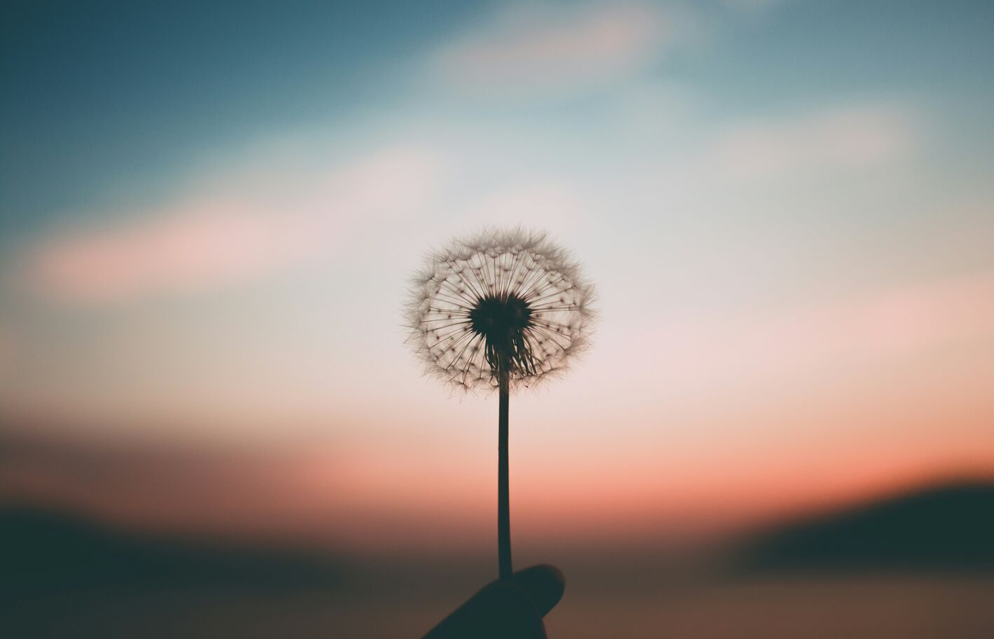 260903-Pusteblume_unsplash