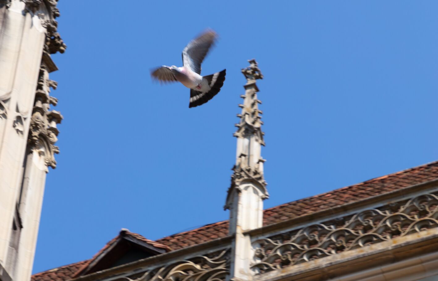 Taube über Münster