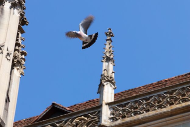 Taube über Münster
