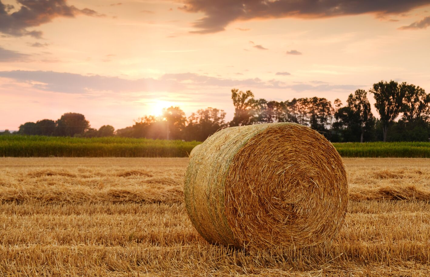 Symbolbild Landwirtschaft