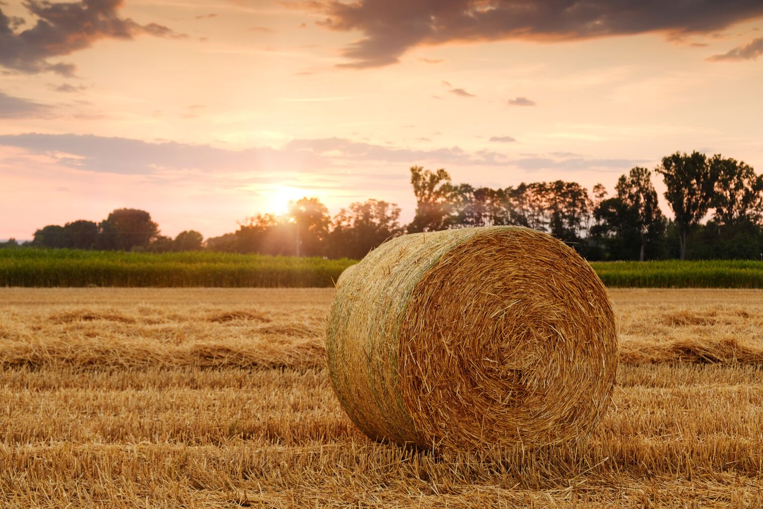 Symbolbild Landwirtschaft